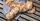 BrotBackKunst - Brotbacken